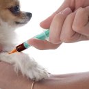 한국동물혈액은행 동물병원 이미지