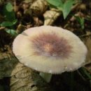 담황색주름버섯(숲긴대들버섯) 이미지