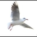 부산갈매기 - 강서구 명지오션시티4로 75 | 부산갈매기