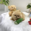 포더독스 강아지 강서 마곡점 네이버블로그