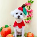 김채안퍼피살롱 이미지