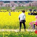 낙동강관리본부 대저생태공원 6 이미지