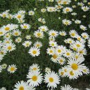 구월3동-15 이미지