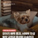 길음동물병원 | 강아지 배쪽 종괴, 서혜부 자궁 탈장 교정과 중성화 수술까지, 길음미아동물병원, N동물의료센터 강북점