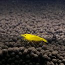 새우일 산소 이미지