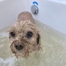 브리앙뜨몽 이미지