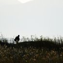 노을빛바다 이미지