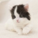 착한 고양이 이미지