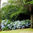 카멜리아힐 이미지