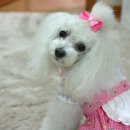 굿모닝퍼피 이미지