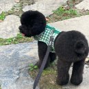 리치펫동물병원 | 경기광주 근처동물병원 리치펫동물병원 스케일링비용