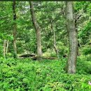 6월2일(금) / 파주 율곡수목원 산림치유 '꽃차 숲명상 노르딕 워킹'+ 도토리숲길 한바퀴 이미지