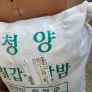 도그피아 이미지