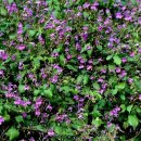 부주산족구장 이미지