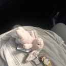 화이트샌드 | 노스페이스 화이트라벨 미니샷 백팩 화이트샌드 후기