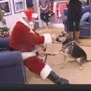 [VOA 영어뉴스] Santa Claus Helps Raise Money for Animal Shelters 이미지