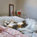 멍개 그루밍 이미지