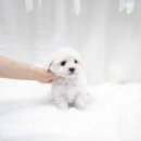 더독스 미니 이미지