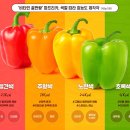 파프리카