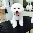 마이독스 이미지