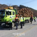소나무비치