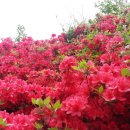 섬진강변 철쭉길 이미지