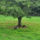 유연목장 이미지