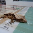 공원옆 동물병원 이미지