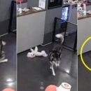 허스키 사랑 이미지