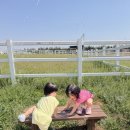 사계절푸른집 | 안성팜랜드 청보리축제 다녀온 후기｜아이와 가볼만한 곳, 여름 코스모스까지 사계절 추천