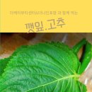 홀릭철판