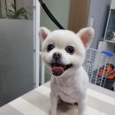 비비드그루밍 네이버블로그