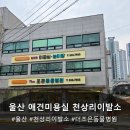 더조은 미용,용품(천상리이발소) | 울산 애견미용실 천상리이발소 노령견도 가능