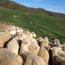 양한마리 이미지