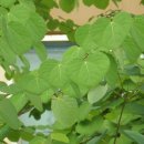 계수나무 이미지