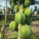 가온농장2 이미지