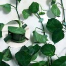 덩쿨 | 줄기 나뭇잎 덩쿨로 정리된 자연의 아름다움