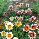 가자니아 이미지