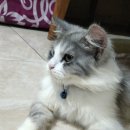 💜🐈‍⬛ 이미지