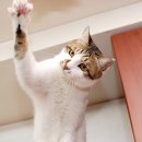 까칠이돼지 이미지