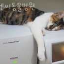 디엔씨 동물병원 이미지