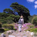 소나무 풍경 이미지