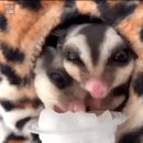 간식먹는 유대하늘다람쥐 (Sugar glider) 이미지