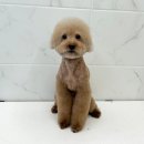 루리몽 | [상일동 애견미용실 루리몽] 제일 중요한 건 미용 후 아이들의 컨디션이죠! (feat. 보호자님들의 찐 후기)