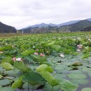 지리산호수공원 연꽃단지 이미지