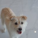 심쿵하개 이미지