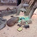 부산 실내 아이랑 가볼만한곳, 카피바라 있는 라라쥬 동물원