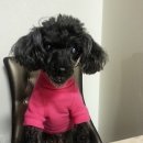 까망여우 이미지