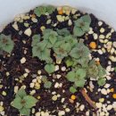 오늘, 정원 이미지