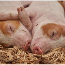 팀타이거복싱짐 이미지